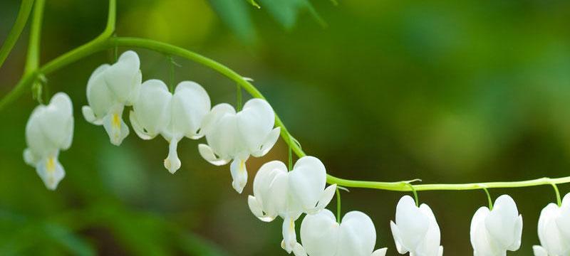 铃兰花的美丽与寓意（探索铃兰花的象征与意义）