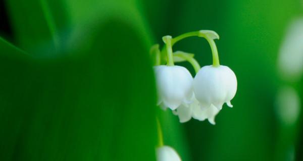 铃兰花的花语之美（探寻铃兰花所传递的深意）