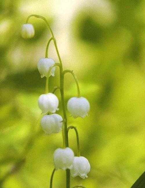 铃兰花的花语之美（探寻铃兰花所传递的深意）