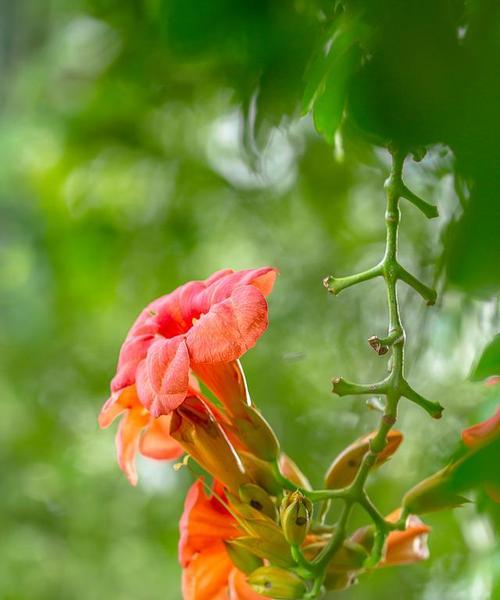 凌霄花的花语——美丽的勇气（以凌霄花的花语为引领）