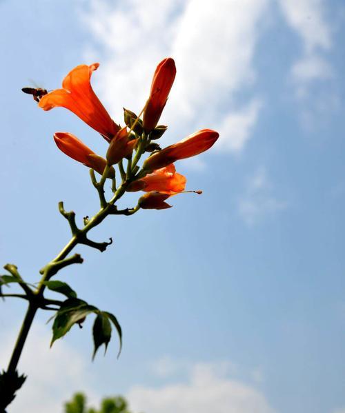 凌霄花的花语——美丽的勇气（以凌霄花的花语为引领）