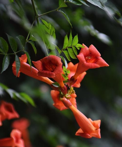 凌霄花的花语和寓意（探索凌霄花的世界）