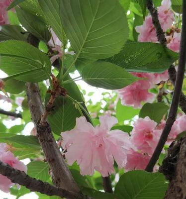 流苏花的花语与寓意（探寻流苏花的美丽与神秘）