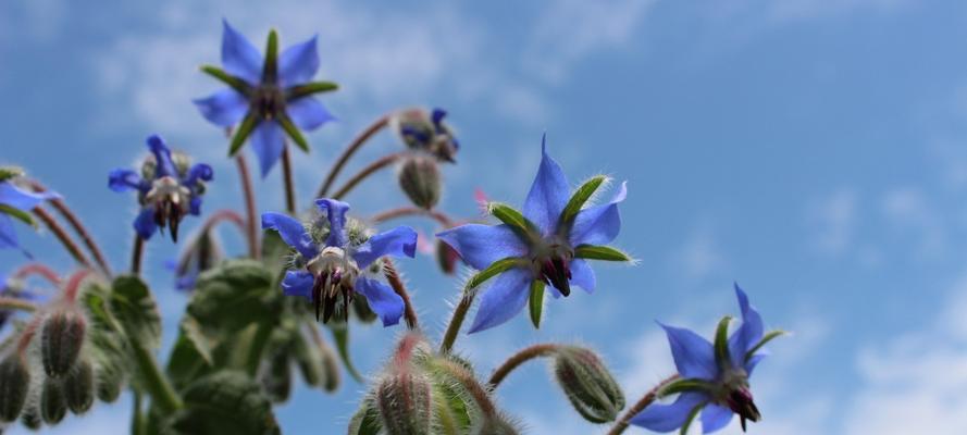 探寻琉璃苣花的花语之美（解读花语并品味花朵的神秘情感）