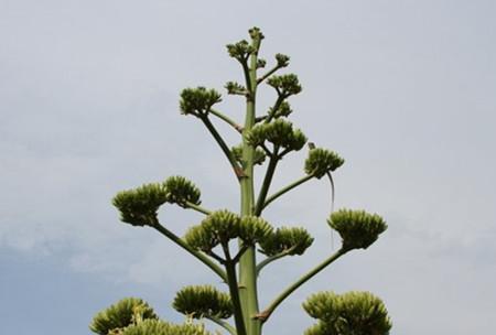 龙舌兰的传说与花语（探寻龙舌兰的神奇力量与传承）