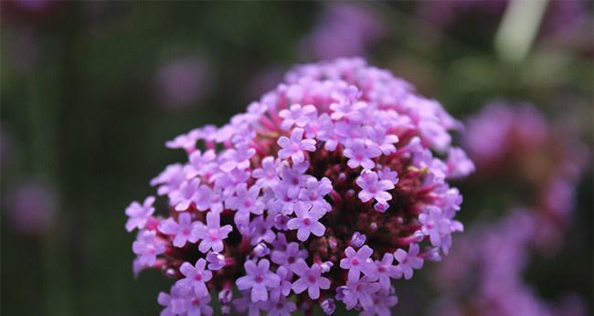 柳叶马鞭草花语（探寻柳叶马鞭草的花语）