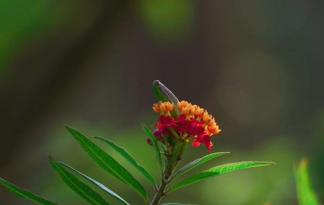 以马利筋花语的含义及应用（探索以马利筋花语的深层意义）