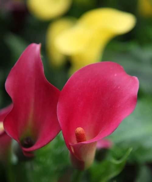 马蹄莲花的美好寓意（探索马蹄莲花的花语和寓意）