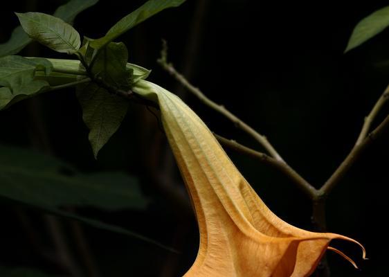 曼陀罗花（传说中的毒药与启示）