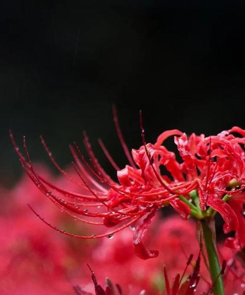 曼陀沙华的花语与意义（探索曼陀沙华花的深层涵义与象征）