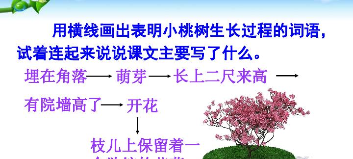 核桃树摘心打顶时间与方法（打造繁茂的核桃果园）