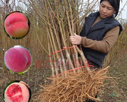 如何种植桃树种子（从选种到管理）