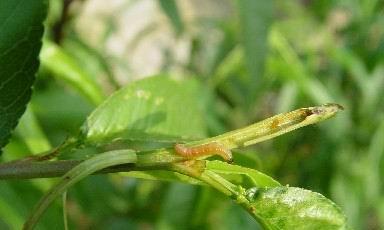 针对桃树钻心虫的防治方法（选择合适的农药进行防治）