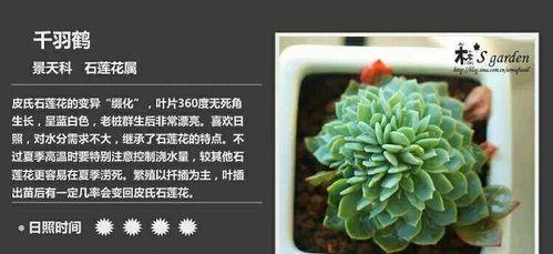 优缺点评析（探讨这种月季的适应性）