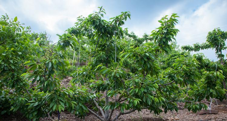 掌握这些技巧，让你的桃树几年开花结果（从选种、修剪到施肥）