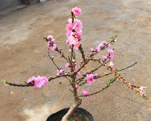 桃子开花结果的季节（探秘桃花盛开的美景和味道）