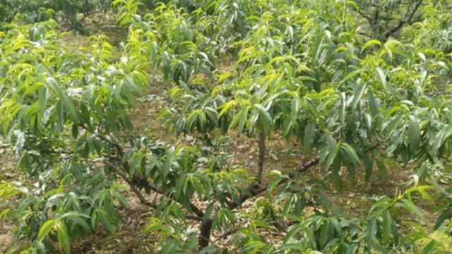 什么时候种植最好（桃子生长繁盛的诀窍）