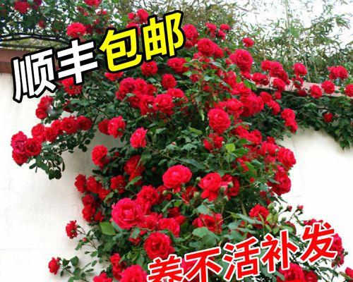 如何选择适合藤本月季花盆栽的盆（了解藤本月季花的特点）