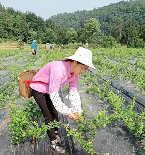 探秘藤茶采摘时间与收获季节（了解藤茶的生长规律及采摘技巧）