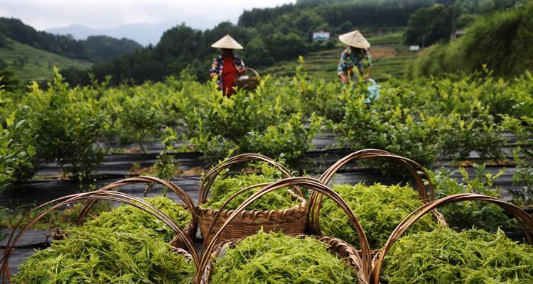 探秘藤茶采摘时间与收获季节（了解藤茶的生长规律及采摘技巧）