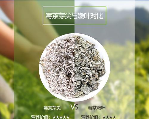 探秘藤茶采摘时间与收获季节（了解藤茶的生长规律及采摘技巧）