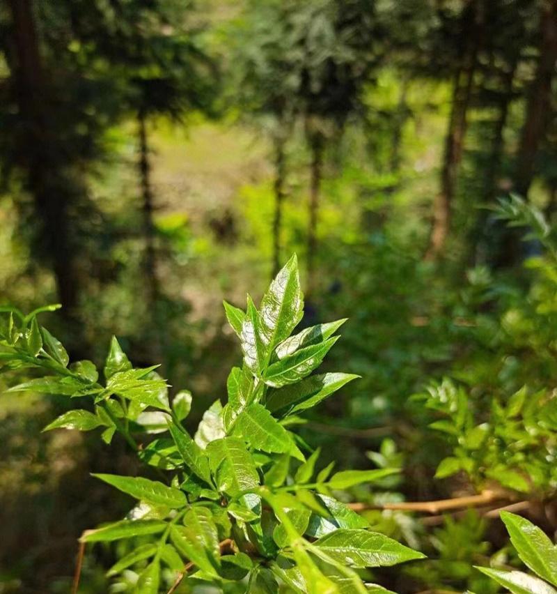 品尝最好的藤茶，看看哪里产的最好（探索藤茶之路）