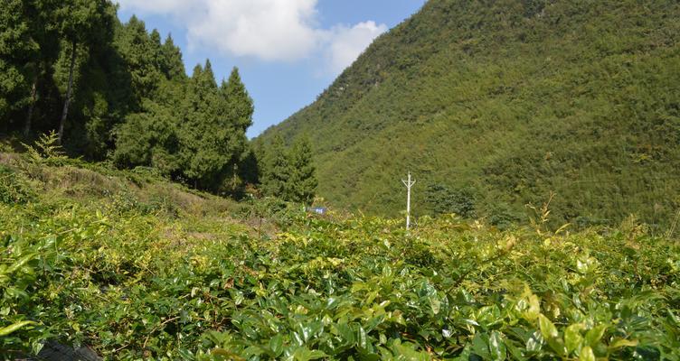 品尝最好的藤茶，看看哪里产的最好（探索藤茶之路）