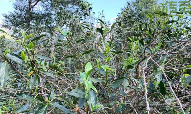 探寻藤条茶和古树茶的不同（了解这两种茶叶的区别与优劣）