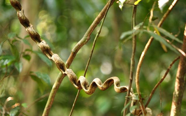 探秘藤条——一种常见的植物类别（了解藤条的基本特征和应用价值）