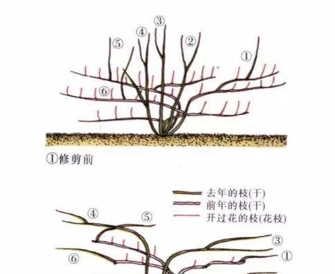 如何解决天鹅绒叶子下垂问题（教你轻松拯救萎靡不振的植物）