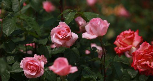 天津市的市花——海棠花