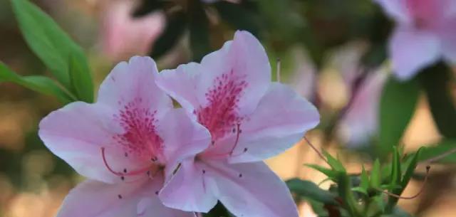 天津市的市花——海棠花