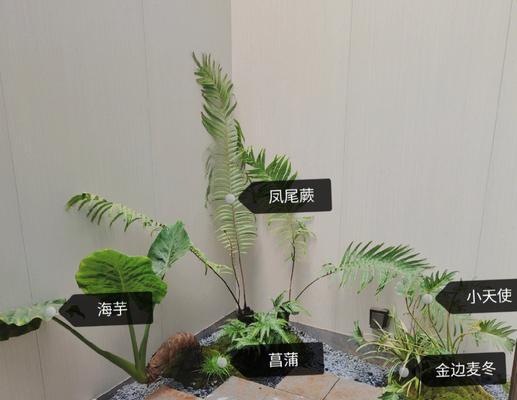 天井绿植的选择与种植（适合在天井里种植的植物）