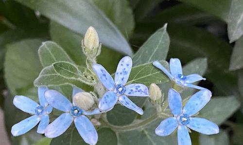 天蓝尖瓣木——多年生植物的生长和特点（探秘天蓝尖瓣木）