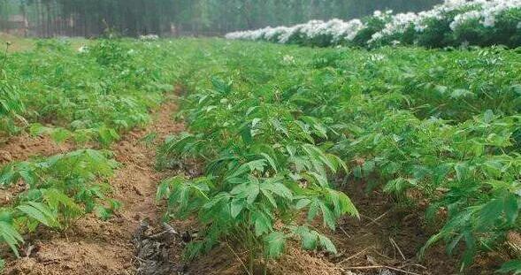 探秘天麻豆的奥秘（一种有益健康的营养食品）