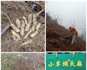 天麻种植指南（合适的月份和关键技巧）