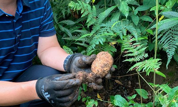 天麻的种植季节及合适方法（掌握天麻种植的关键）