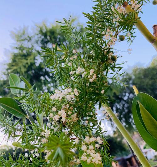 天门冬开花全攻略（掌握这些养殖技巧）