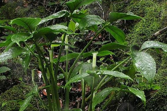 探寻天南星科植物的奥秘（从特性到分布）