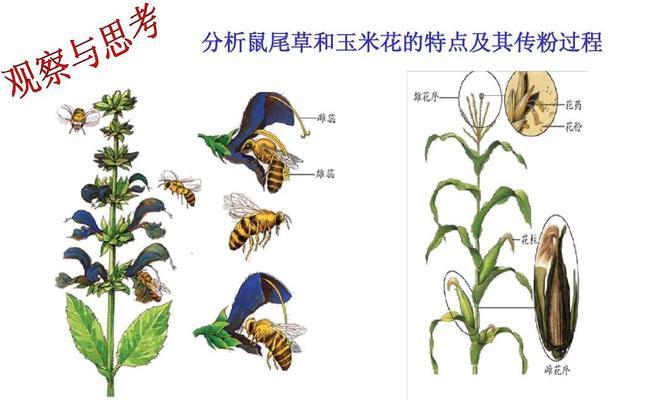 天南星块茎的繁殖与种植方法（轻松掌握天南星块茎的繁殖技巧与种植方法）