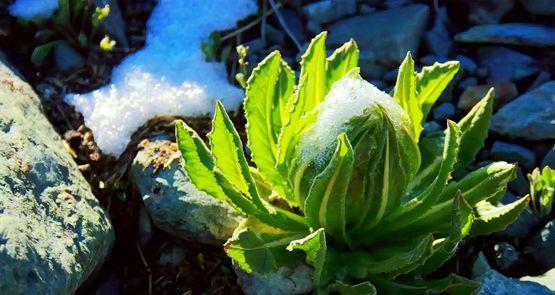 天山雪莲的生长环境条件和特点（独特高寒生态环境下的“国花”）