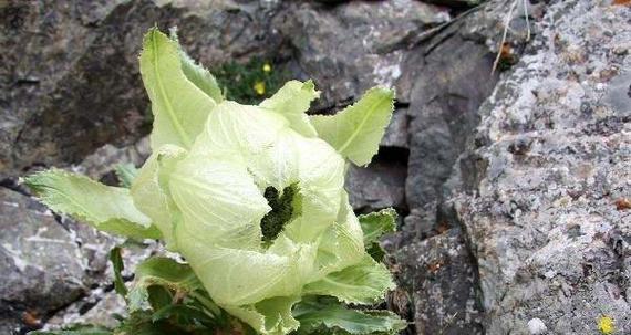 国家保护植物——天山雪莲（了解天山雪莲）