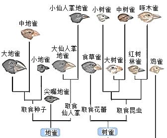 天堂鸟繁殖的方法与技巧（如何正确分盆分株繁殖天堂鸟）