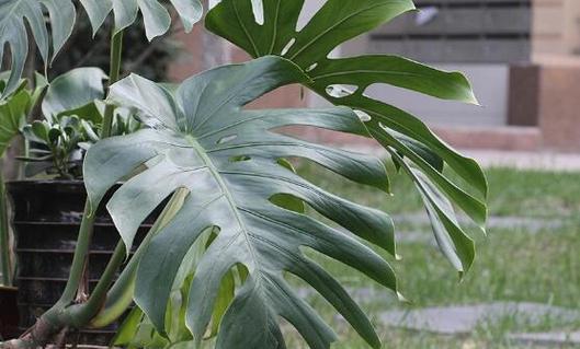 天天开有毒吗（科学防范室内毒气安心享受绿植生活）