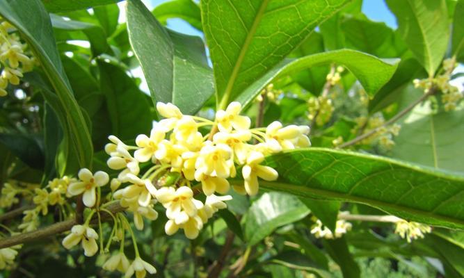 天香桂花树的开花时间（四季常青）