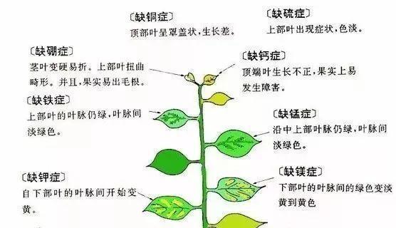 天竺葵不开花，可能是因为这些原因（揭开天竺葵不开花的谜团）