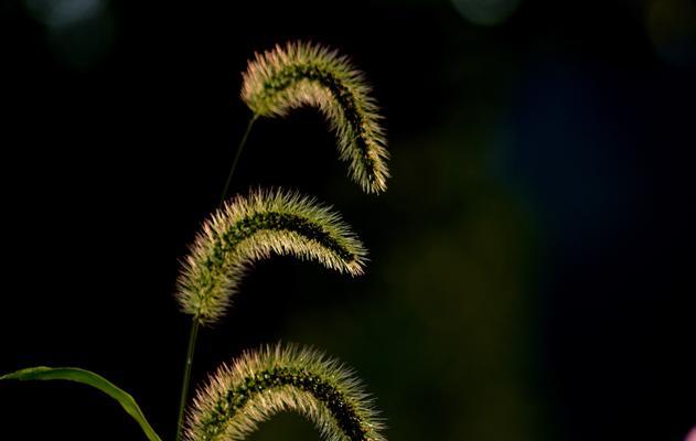 狗尾巴草的花语和寓意（了解狗尾巴草的花语）