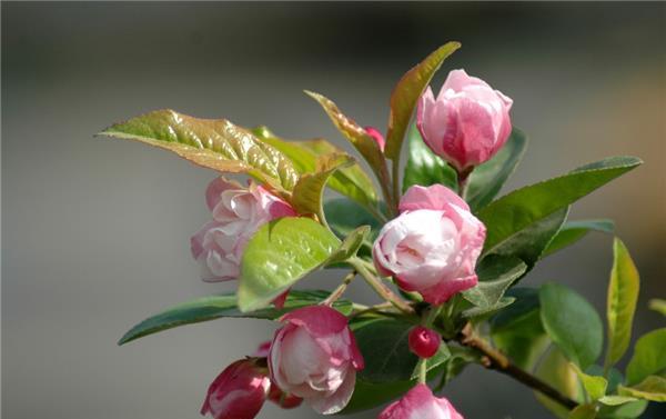 海棠花的花语与意义（鲜艳的海棠花代表着什么）