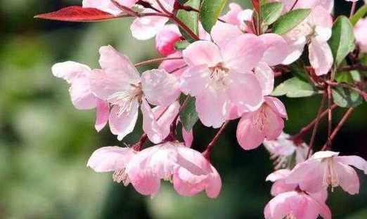 四季海棠花的花语和寓意（探寻四季海棠花的花语和深意）