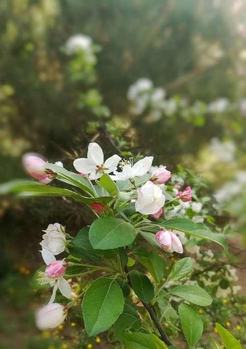 海棠花的花语与代表意义（探索海棠花的神秘内涵与美丽表达）